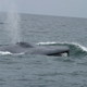 Illustration for article titled How military sonar may be harming endangered blue whales